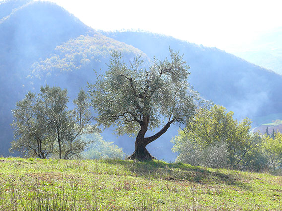pianta di olivo molto antica a grempoli