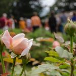 bocci di rose nel giardino di grempoli